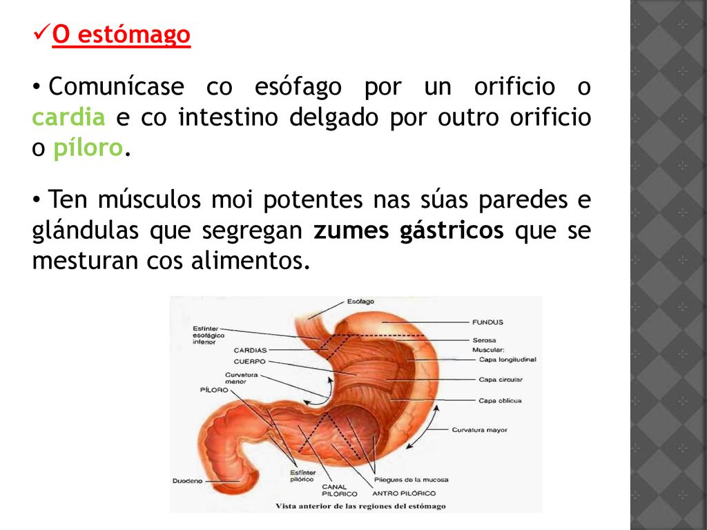 O estómago Comunícase co esófago por un orificio o cardia e co intestino delgado por outro orificio o píloro.