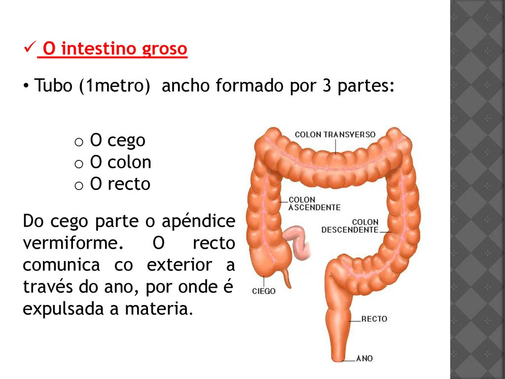 O intestino groso Tubo (1metro) ancho formado por 3 partes: O cego. O colon. O recto.