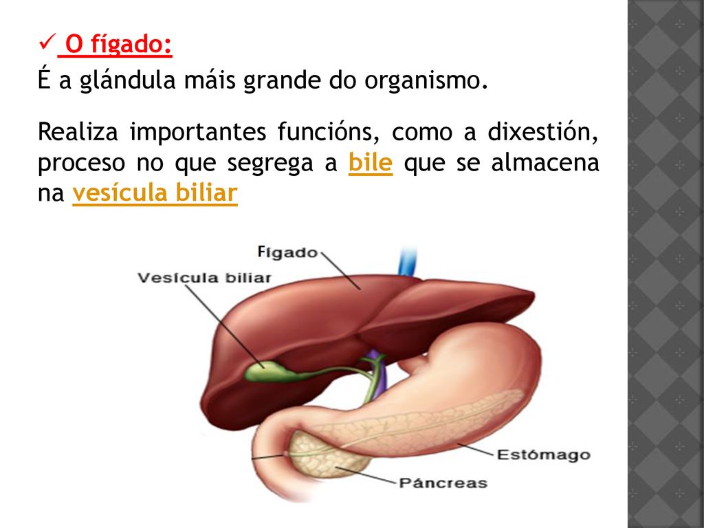 O fígado: É a glándula máis grande do organismo.