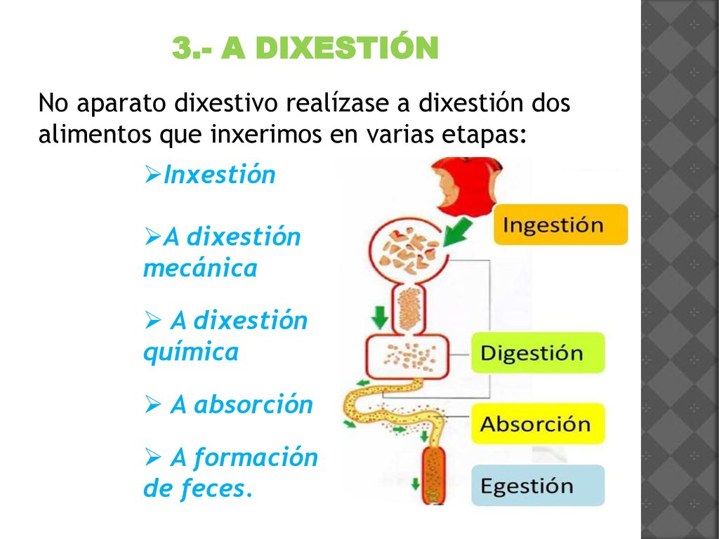 3.- A DIXESTIÓN No aparato dixestivo realízase a dixestión dos alimentos que inxerimos en varias etapas: