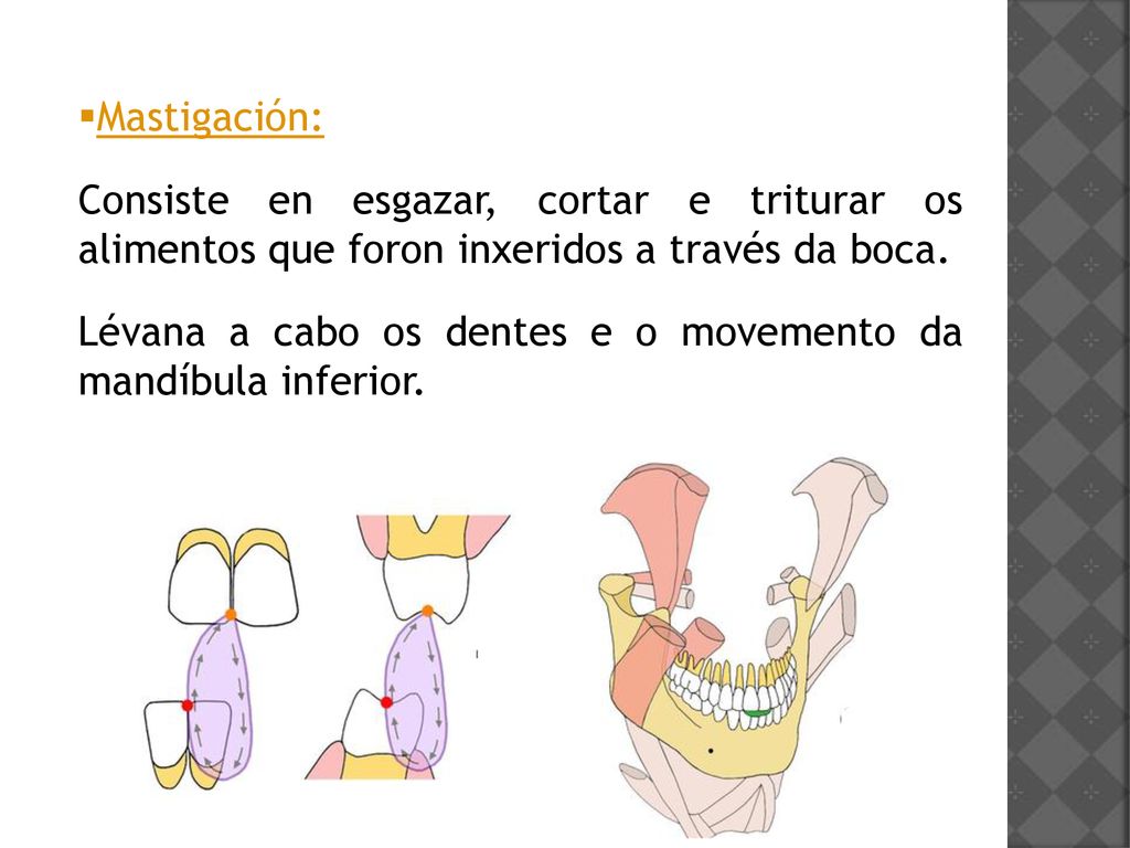 Mastigación: Consiste en esgazar, cortar e triturar os alimentos que foron inxeridos a través da boca.