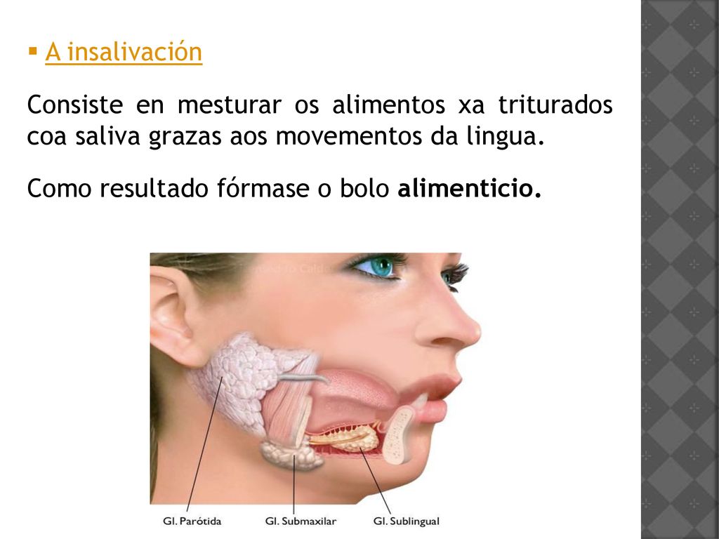A insalivación Consiste en mesturar os alimentos xa triturados coa saliva grazas aos movementos da lingua.