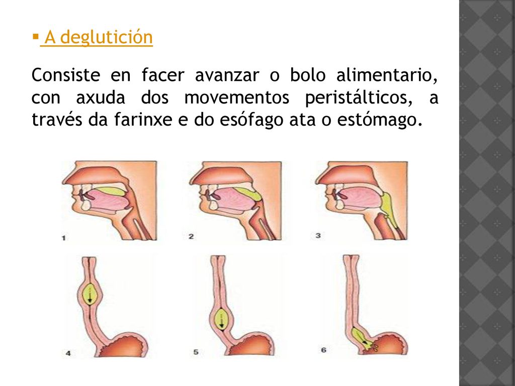 A deglutición Consiste en facer avanzar o bolo alimentario, con axuda dos movementos peristálticos, a través da farinxe e do esófago ata o estómago.