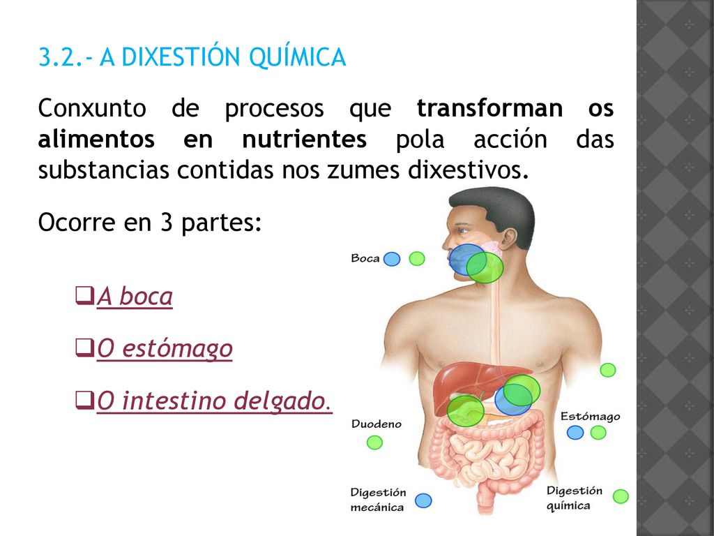 3.2.- A DIXESTIÓN QUÍMICA Conxunto de procesos que transforman os alimentos en nutrientes pola acción das substancias contidas nos zumes dixestivos.