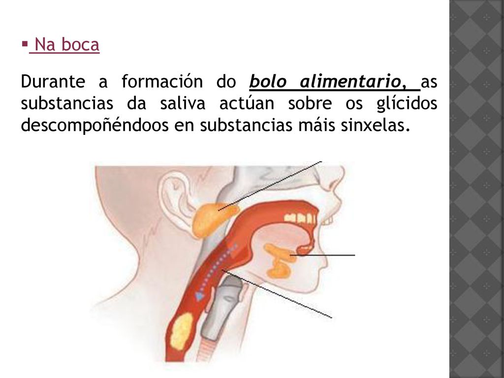 Na boca Durante a formación do bolo alimentario, as substancias da saliva actúan sobre os glícidos descompoñéndoos en substancias máis sinxelas.