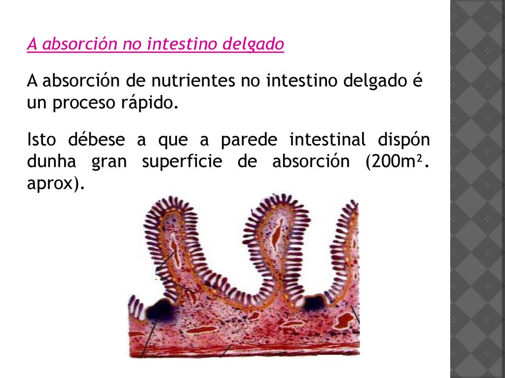 A absorción de nutrientes no intestino delgado é un proceso rápido.