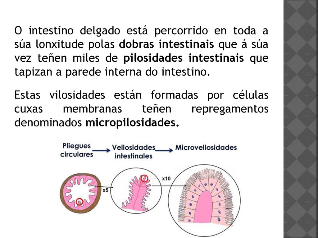 O intestino delgado está percorrido en toda a súa lonxitude polas dobras intestinais que á súa vez teñen miles de pilosidades intestinais que tapizan a parede interna do intestino.