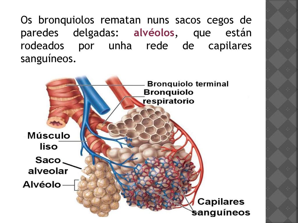 Os bronquiolos rematan nuns sacos cegos de paredes delgadas: alvéolos, que están rodeados por unha rede de capilares sanguíneos.