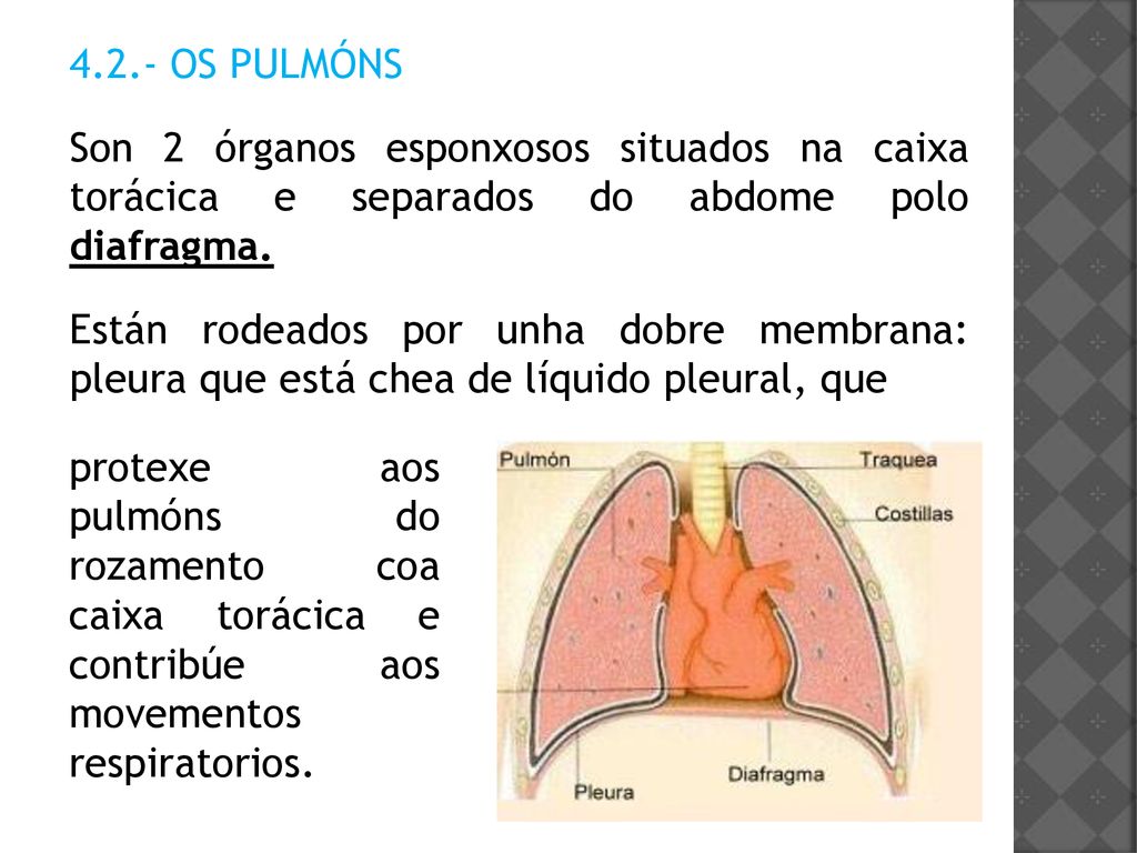 4.2.- OS PULMÓNS Son 2 órganos esponxosos situados na caixa torácica e separados do abdome polo diafragma.