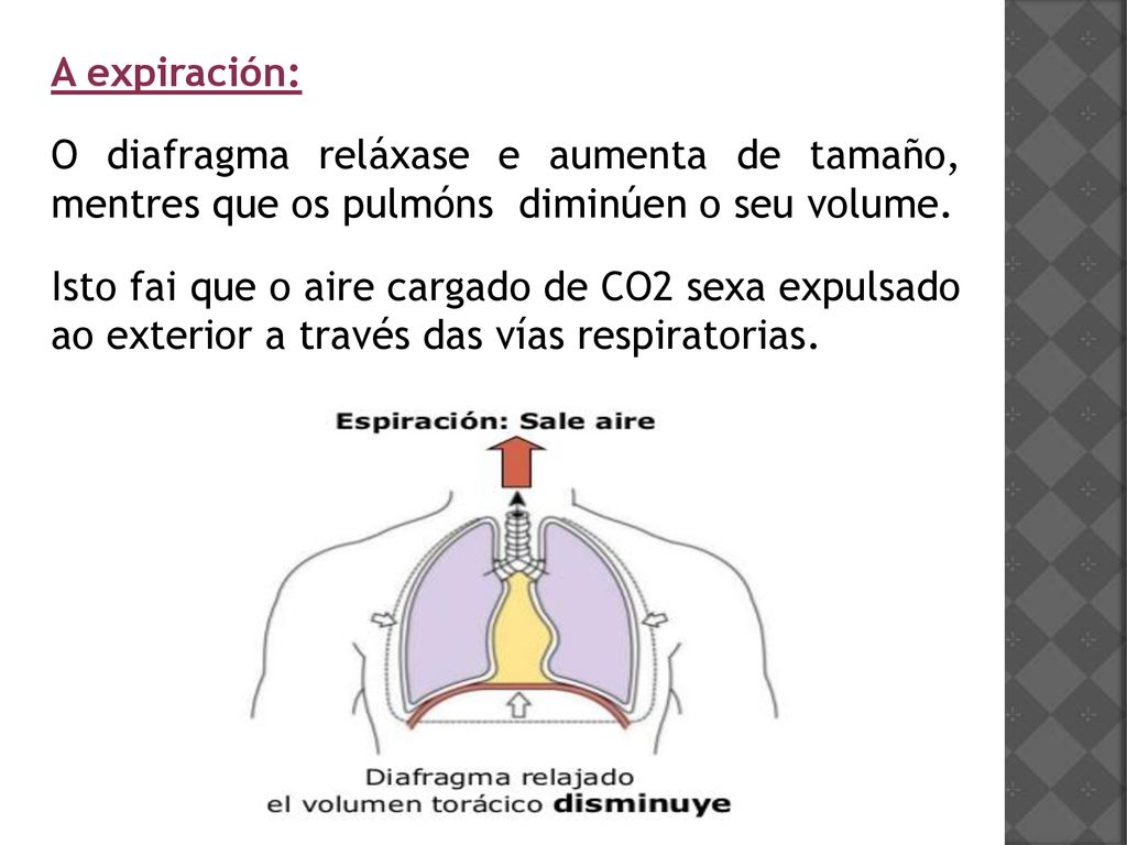 A expiración: O diafragma reláxase e aumenta de tamaño, mentres que os pulmóns diminúen o seu volume.