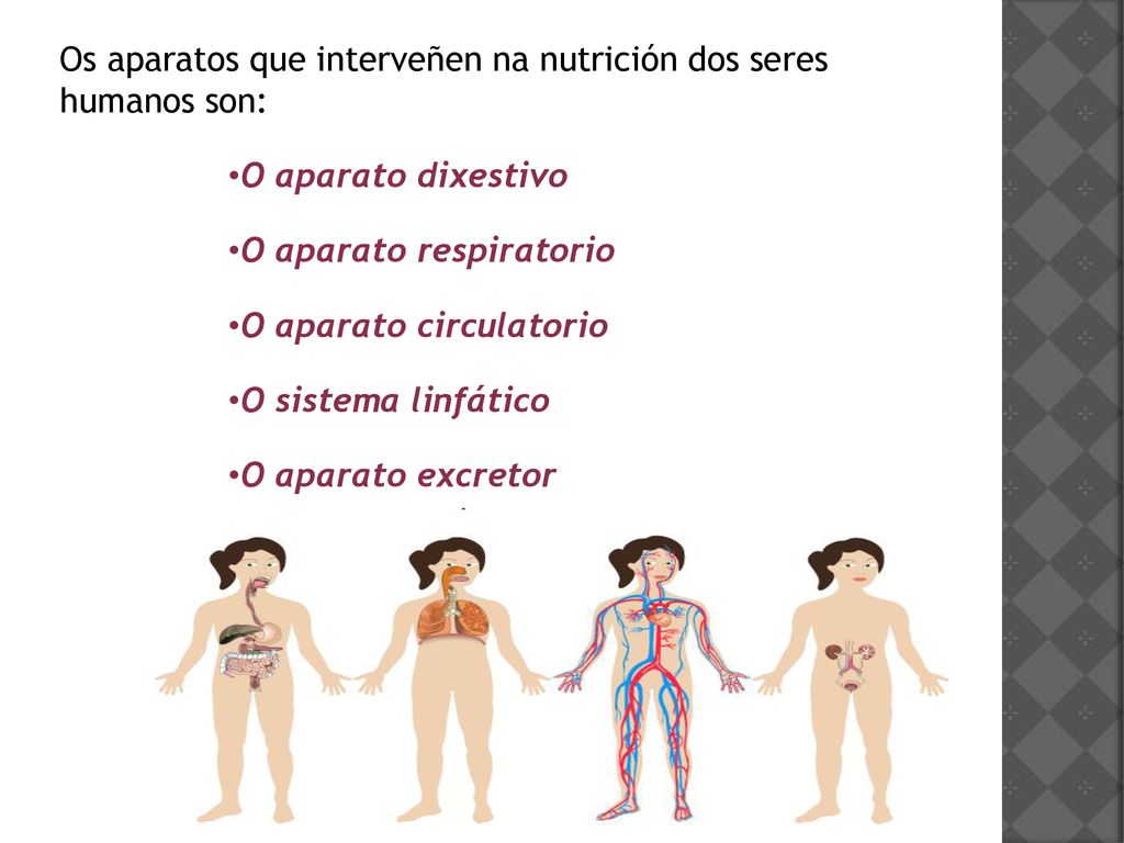 Os aparatos que interveñen na nutrición dos seres humanos son: