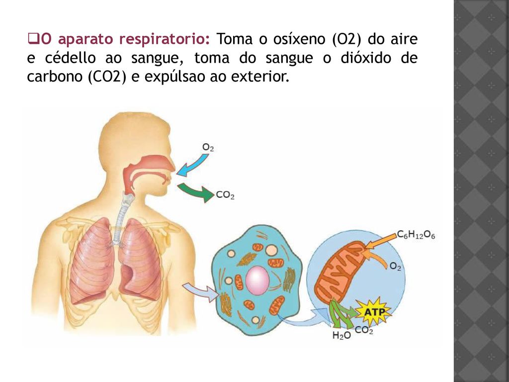 O aparato respiratorio: Toma o osíxeno (O2) do aire e cédello ao sangue, toma do sangue o dióxido de carbono (CO2) e expúlsao ao exterior.