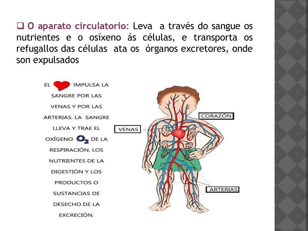 O aparato circulatorio: Leva a través do sangue os nutrientes e o osíxeno ás células, e transporta os refugallos das células ata os órganos excretores, onde son expulsados