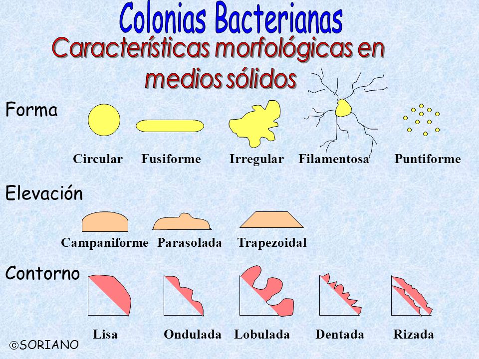 Características morfológicas en