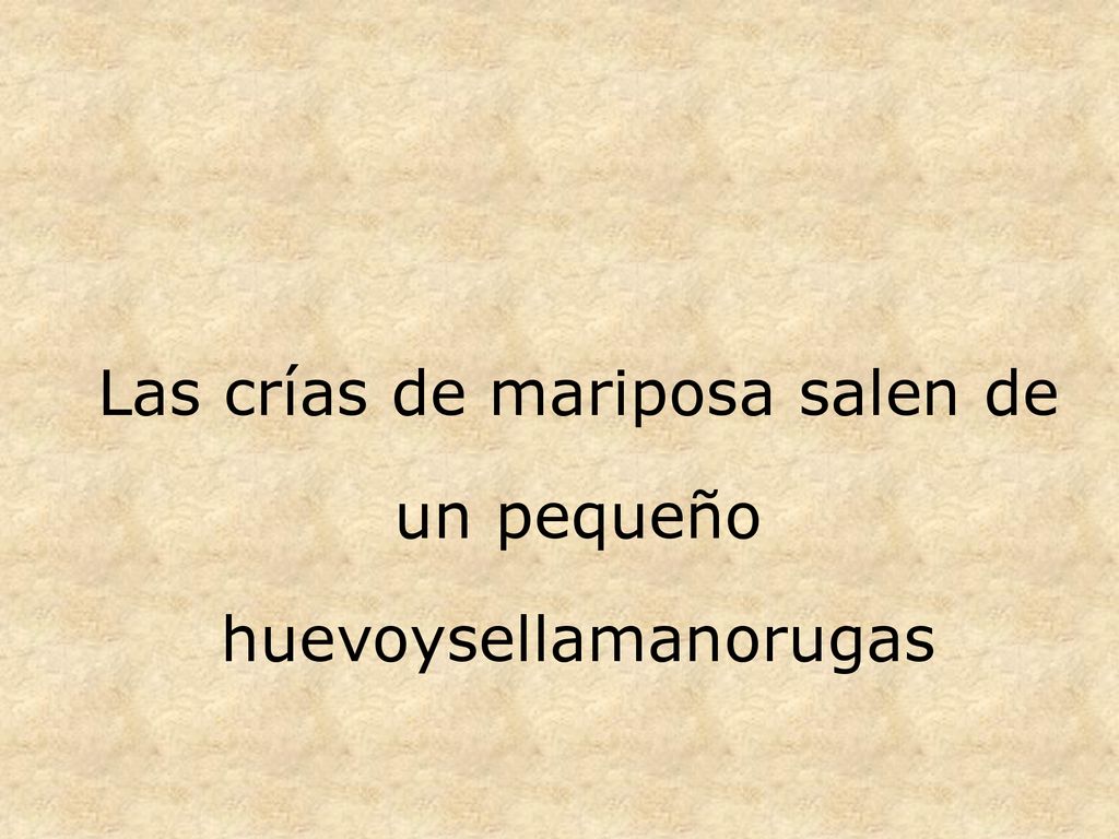 Las crías de mariposa salen de un pequeño huevoysellamanorugas