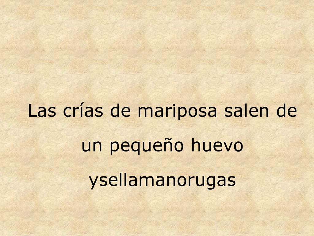 Las crías de mariposa salen de un pequeño huevo ysellamanorugas