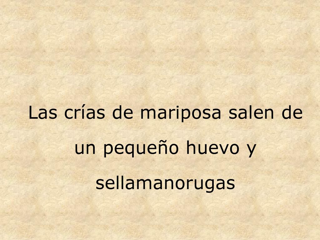Las crías de mariposa salen de un pequeño huevo y sellamanorugas