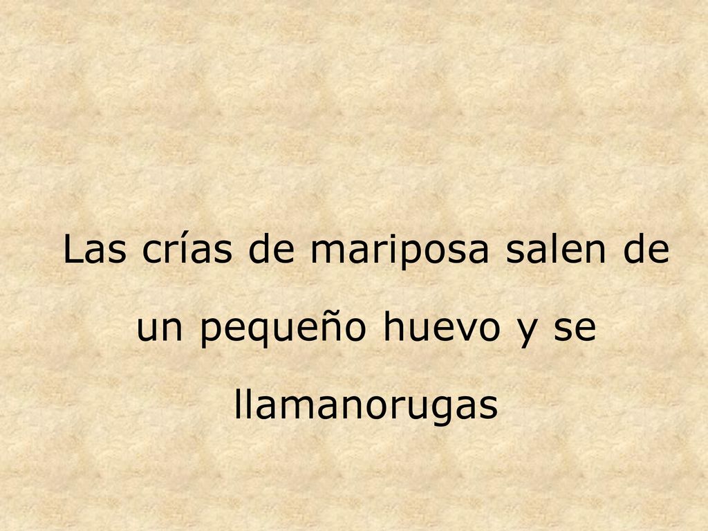 Las crías de mariposa salen de un pequeño huevo y se llamanorugas