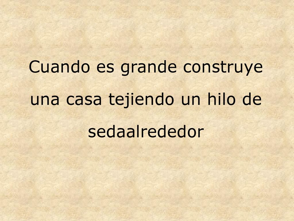 Cuando es grande construye una casa tejiendo un hilo de sedaalrededor