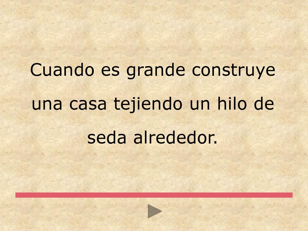 Cuando es grande construye una casa tejiendo un hilo de seda alrededor.