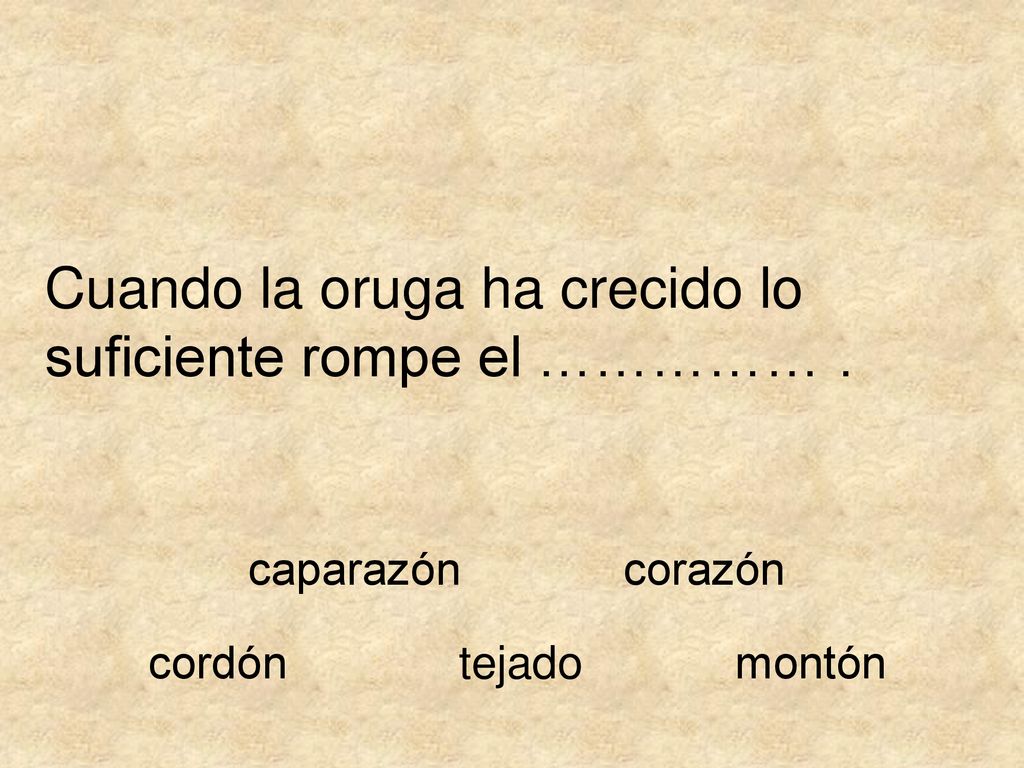 Cuando la oruga ha crecido lo suficiente rompe el …………… .