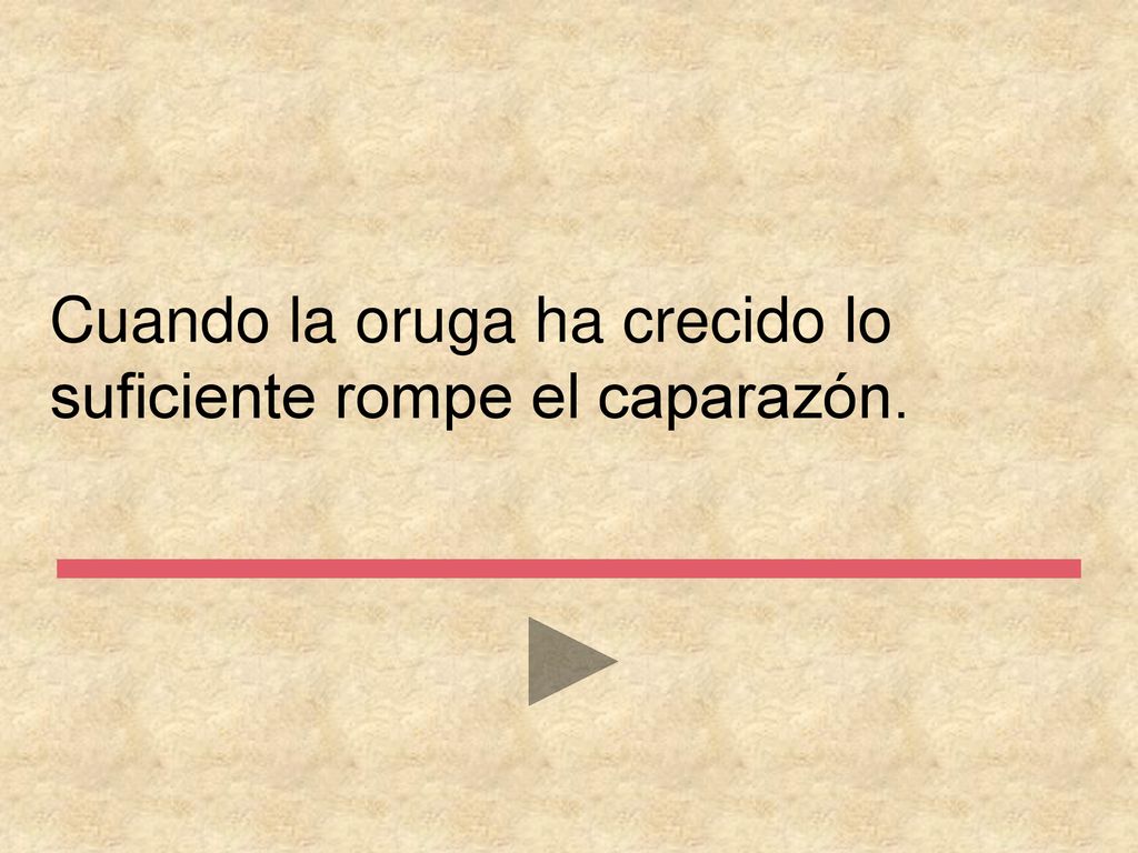 Cuando la oruga ha crecido lo suficiente rompe el caparazón.