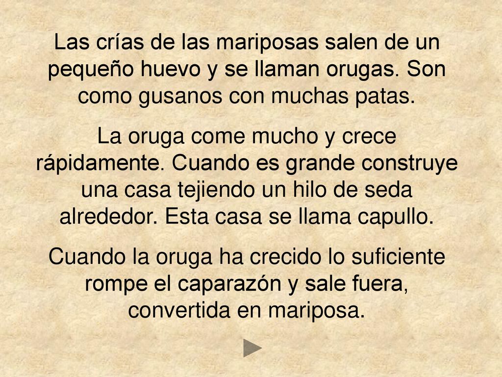 Las crías de las mariposas salen de un pequeño huevo y se llaman orugas. Son como gusanos con muchas patas.