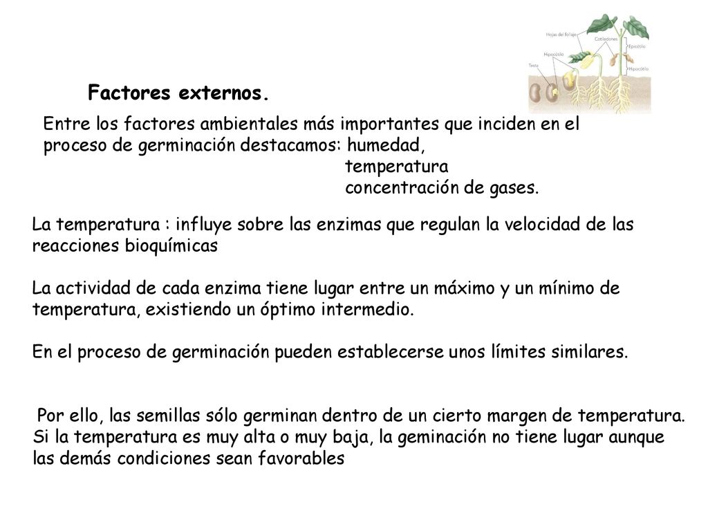 Factores externos. Entre los factores ambientales más importantes que inciden en el proceso de germinación destacamos: humedad,