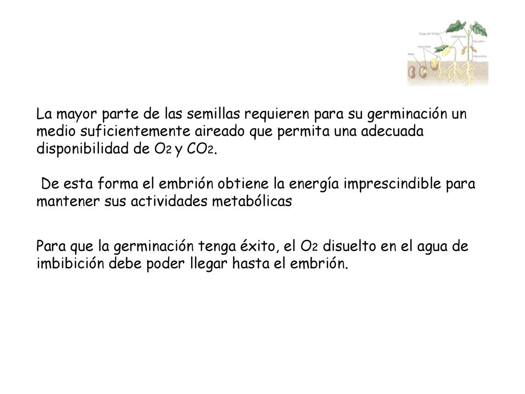 La mayor parte de las semillas requieren para su germinación un medio suficientemente aireado que permita una adecuada disponibilidad de O2 y CO2.