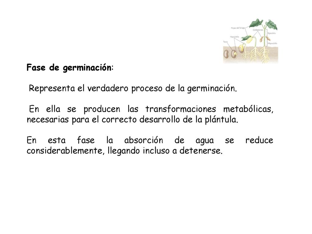 Fase de germinación: Representa el verdadero proceso de la germinación.