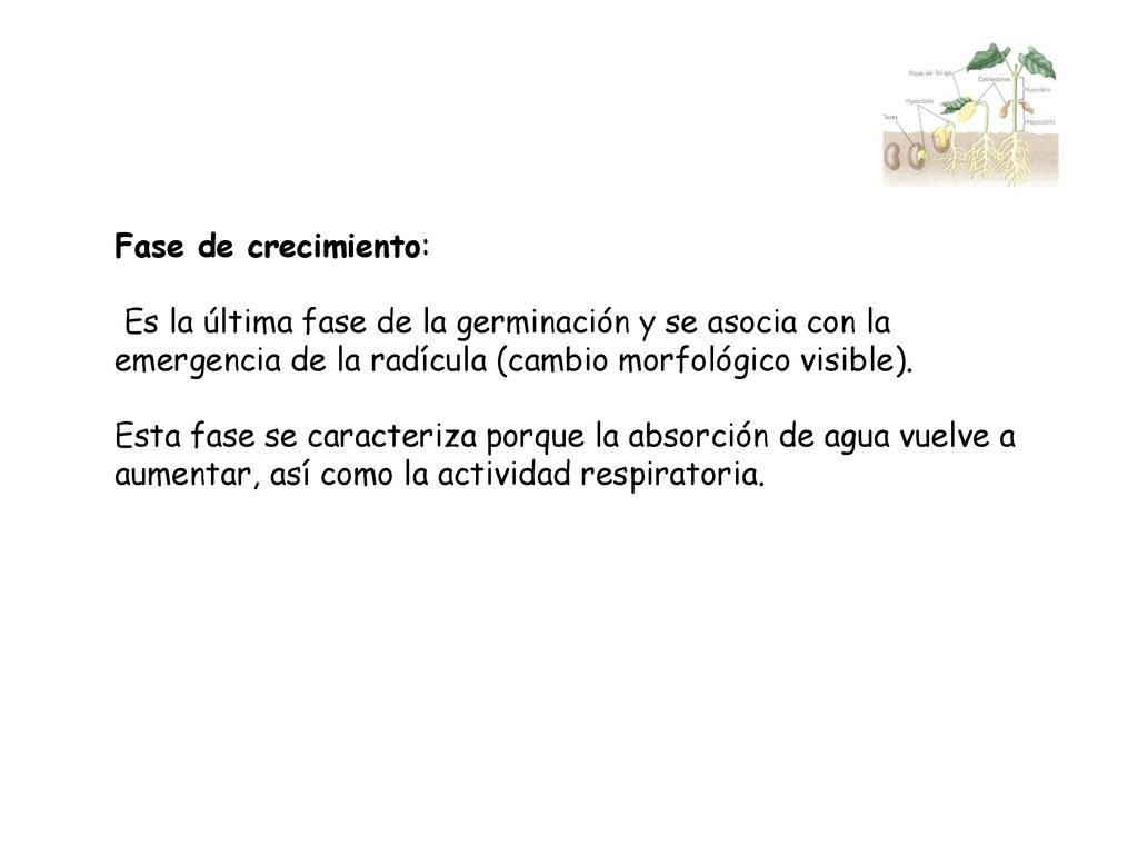 Fase de crecimiento: Es la última fase de la germinación y se asocia con la emergencia de la radícula (cambio morfológico visible).