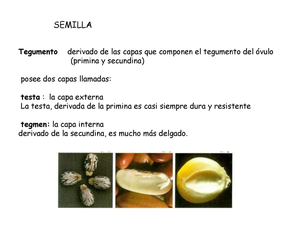 SEMILLA Tegumento derivado de las capas que componen el tegumento del óvulo. (primina y secundina)