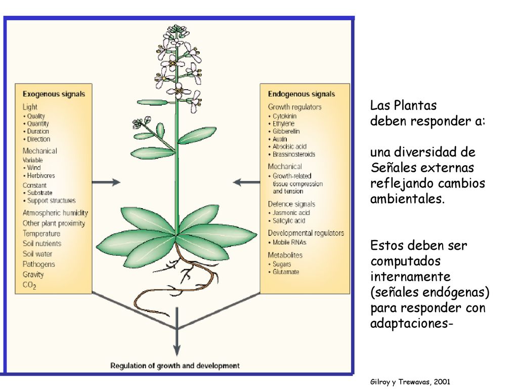 Las Plantas deben responder a: una diversidad de Señales externas