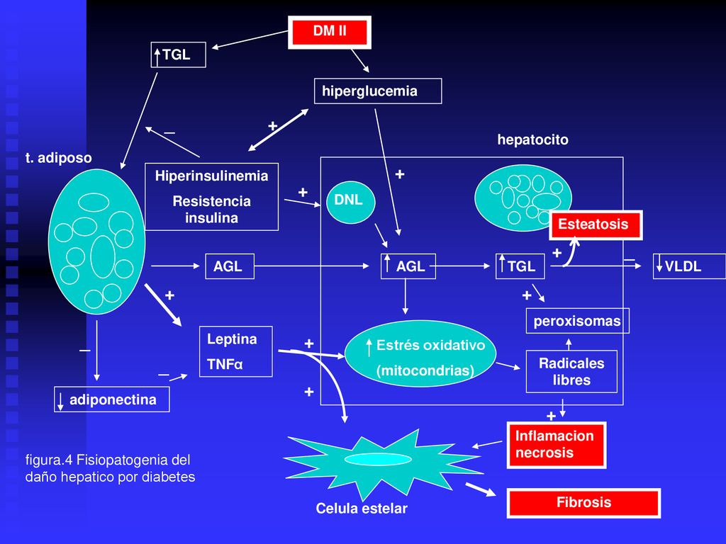 _ _ + + _ + _ + + DM II TGL hiperglucemia hepatocito