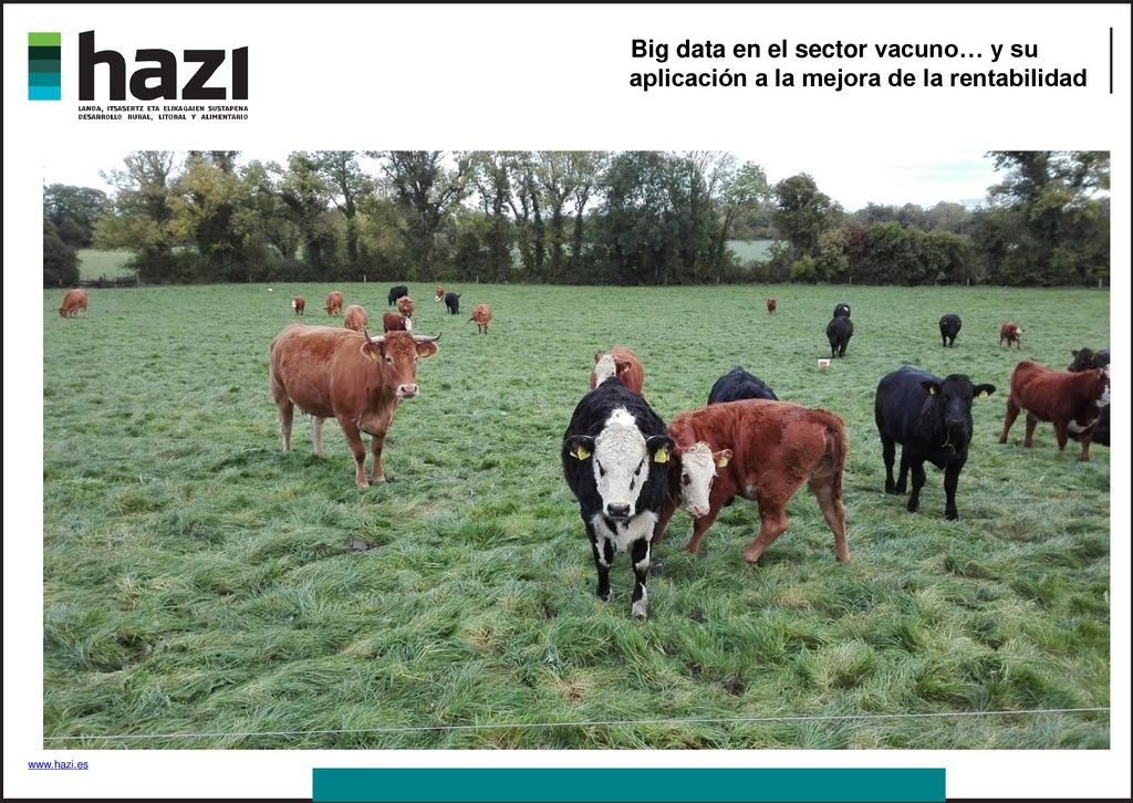 Big data en el sector vacuno… y su aplicación a la mejora de la rentabilidad