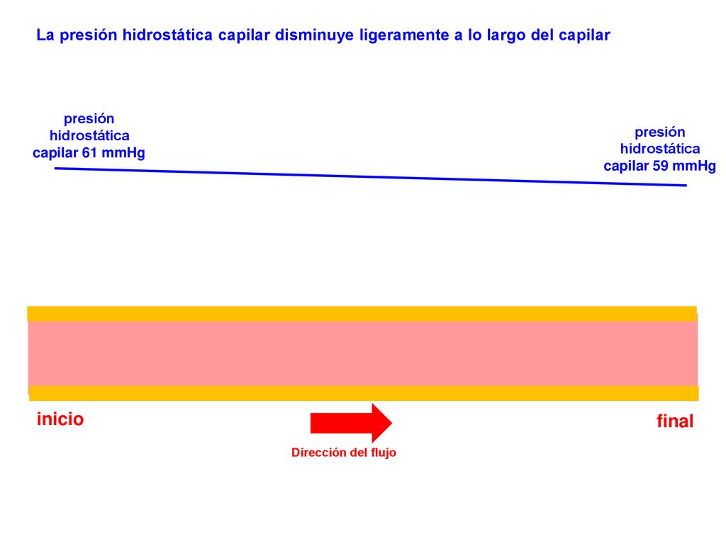 La presión hidrostática capilar disminuye ligeramente a lo largo del capilar