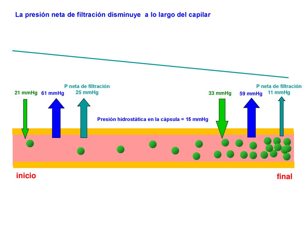 La presión neta de filtración disminuye a lo largo del capilar