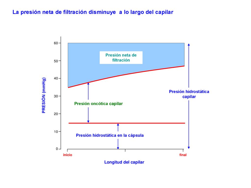 La presión neta de filtración disminuye a lo largo del capilar