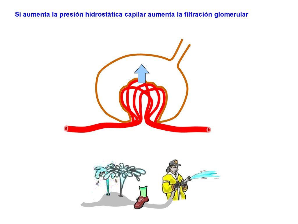 Si aumenta la presión hidrostática capilar aumenta la filtración glomerular