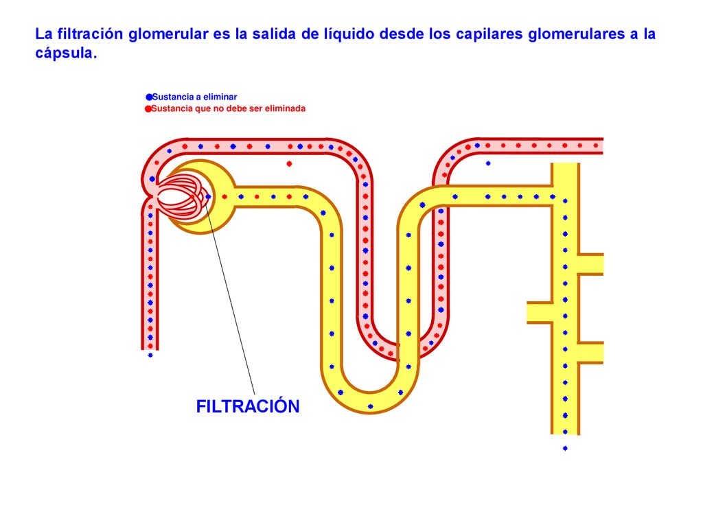 La filtración glomerular es la salida de líquido desde los capilares glomerulares a la cápsula.