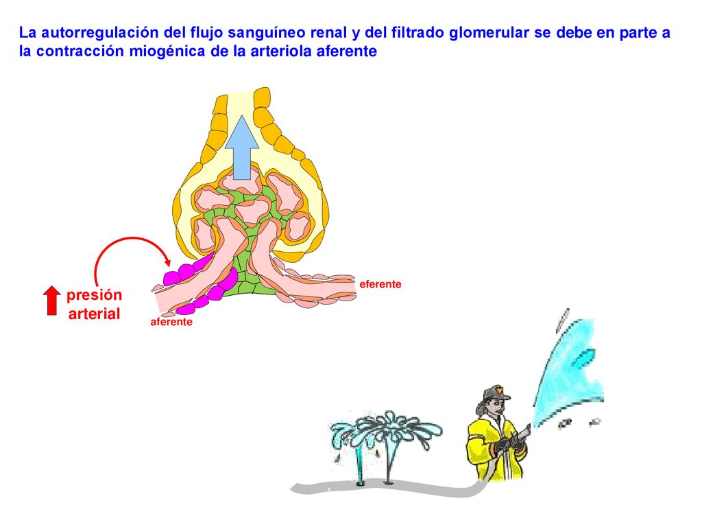 La autorregulación del flujo sanguíneo renal y del filtrado glomerular se debe en parte a la contracción miogénica de la arteriola aferente