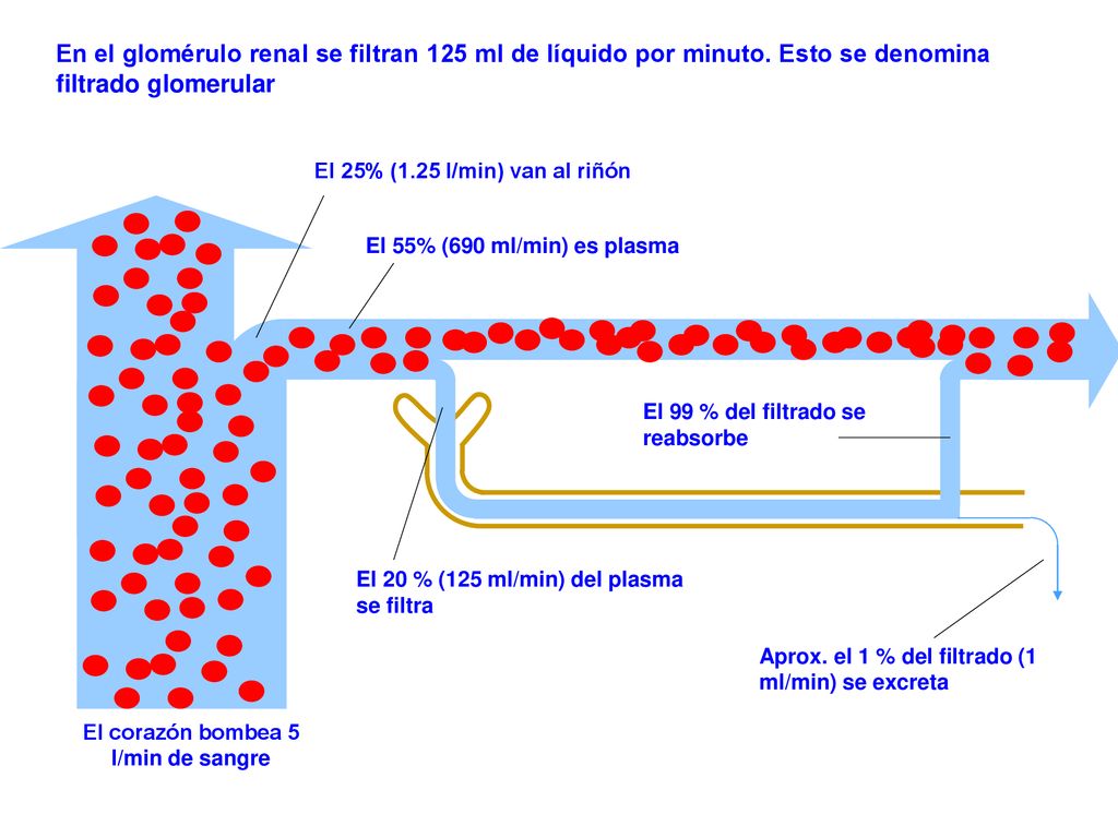 El corazón bombea 5 l/min de sangre