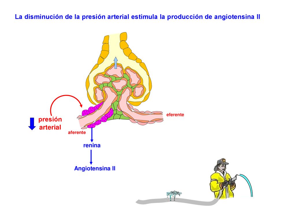 La disminución de la presión arterial estimula la producción de angiotensina II