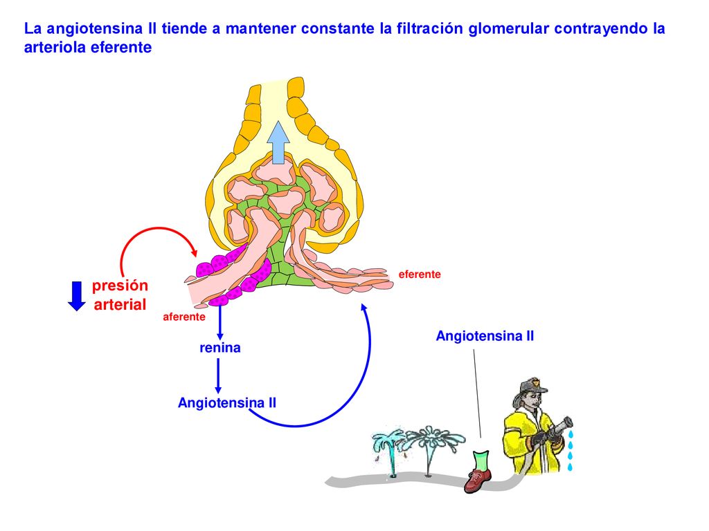 La angiotensina II tiende a mantener constante la filtración glomerular contrayendo la arteriola eferente