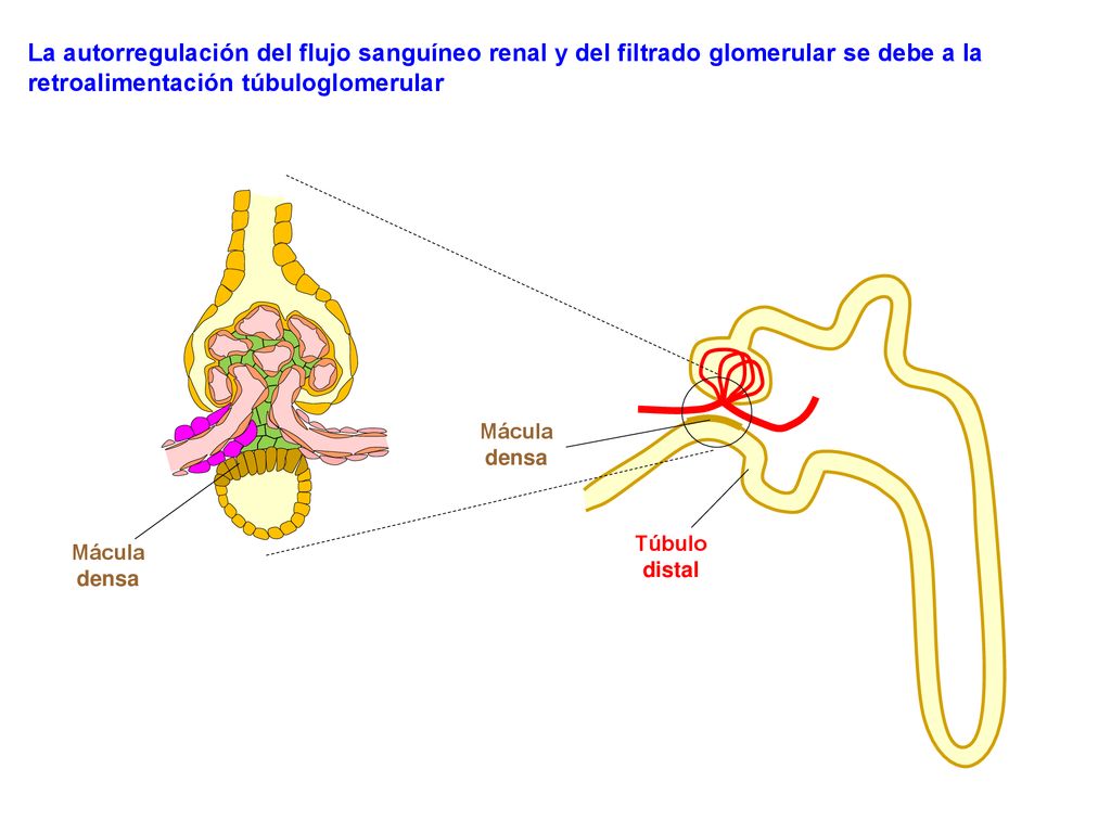 La autorregulación del flujo sanguíneo renal y del filtrado glomerular se debe a la retroalimentación túbuloglomerular