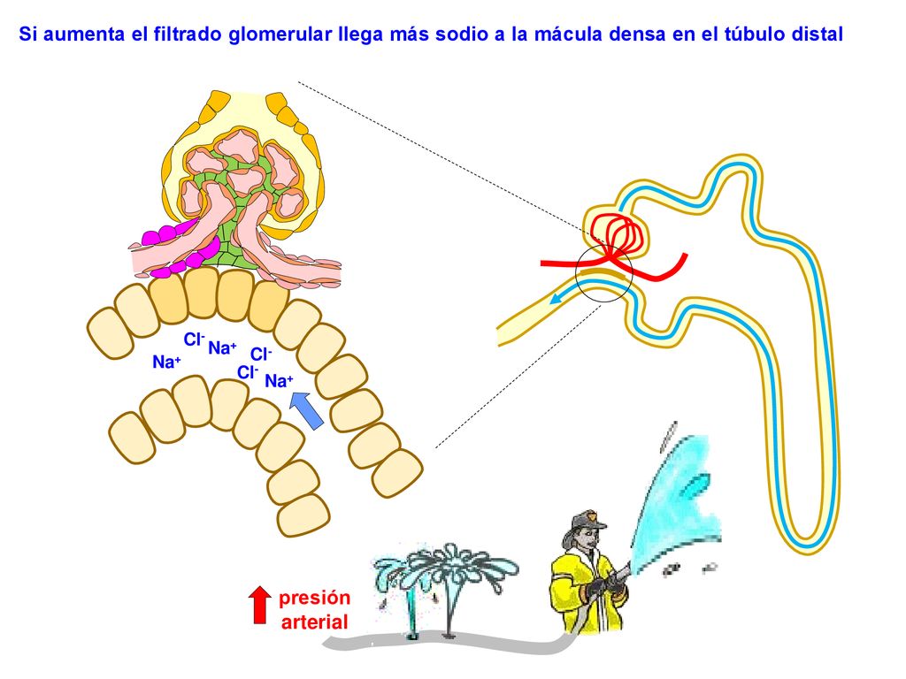 Si aumenta el filtrado glomerular llega más sodio a la mácula densa en el túbulo distal