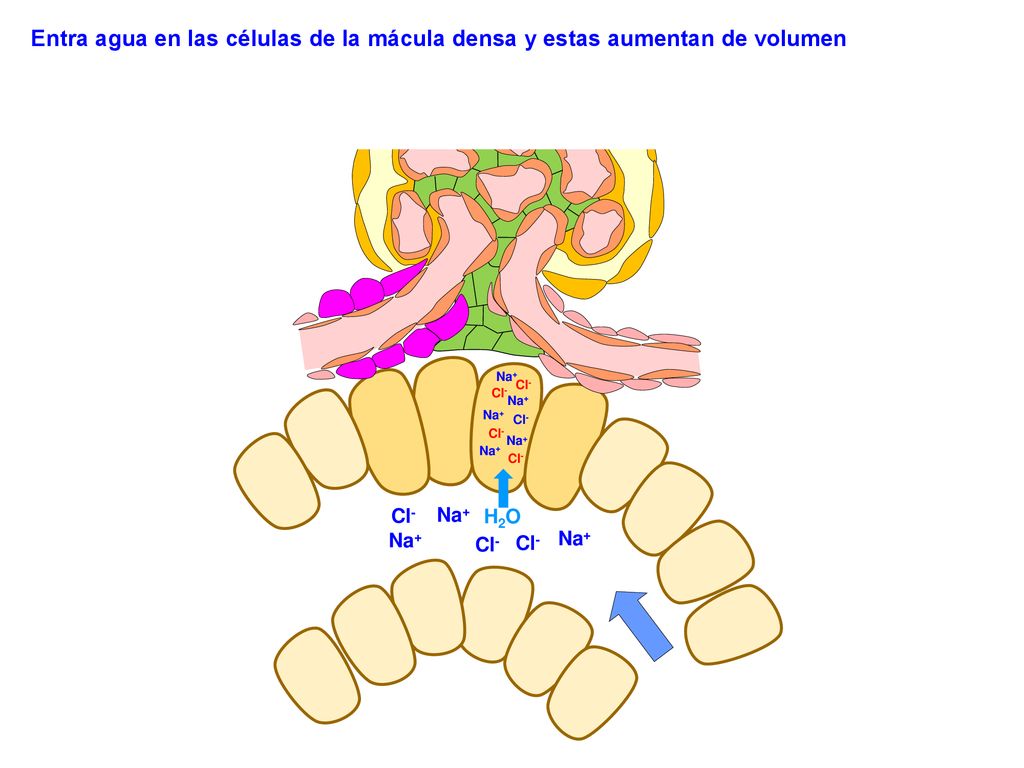 Entra agua en las células de la mácula densa y estas aumentan de volumen