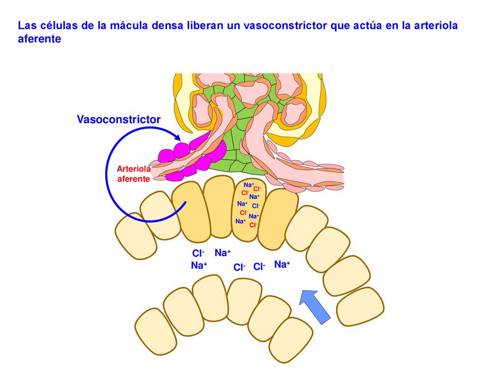 Las células de la mácula densa liberan un vasoconstrictor que actúa en la arteriola aferente