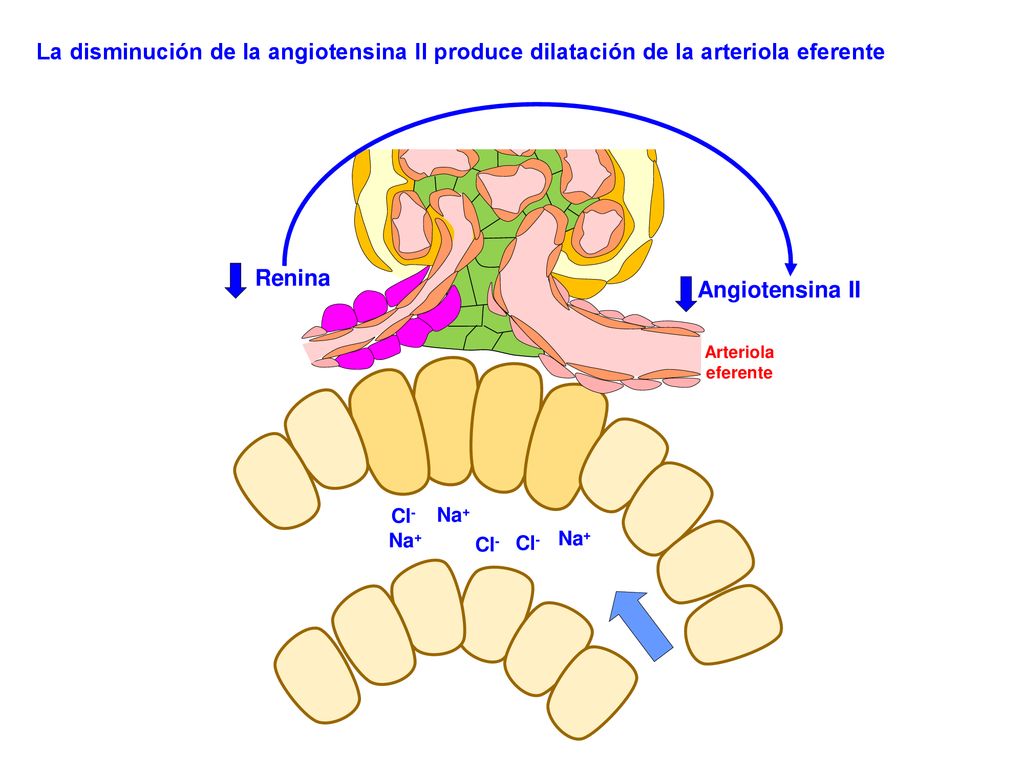 La disminución de la angiotensina II produce dilatación de la arteriola eferente