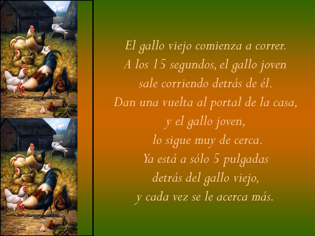 El gallo viejo comienza a correr. A los 15 segundos, el gallo joven